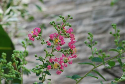 Lagerstroemia indica - pukol indický - pučící květenství